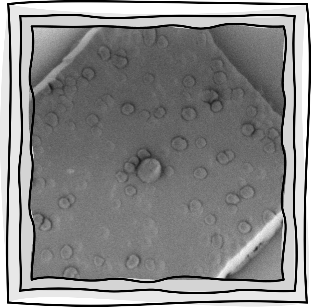Electron micrograph of a fabricated diamond sensing structure